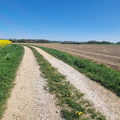 Circuit VTT-VTC n°11 (bleu) - Prairie de Jayat - Chartreuse de Montmerle