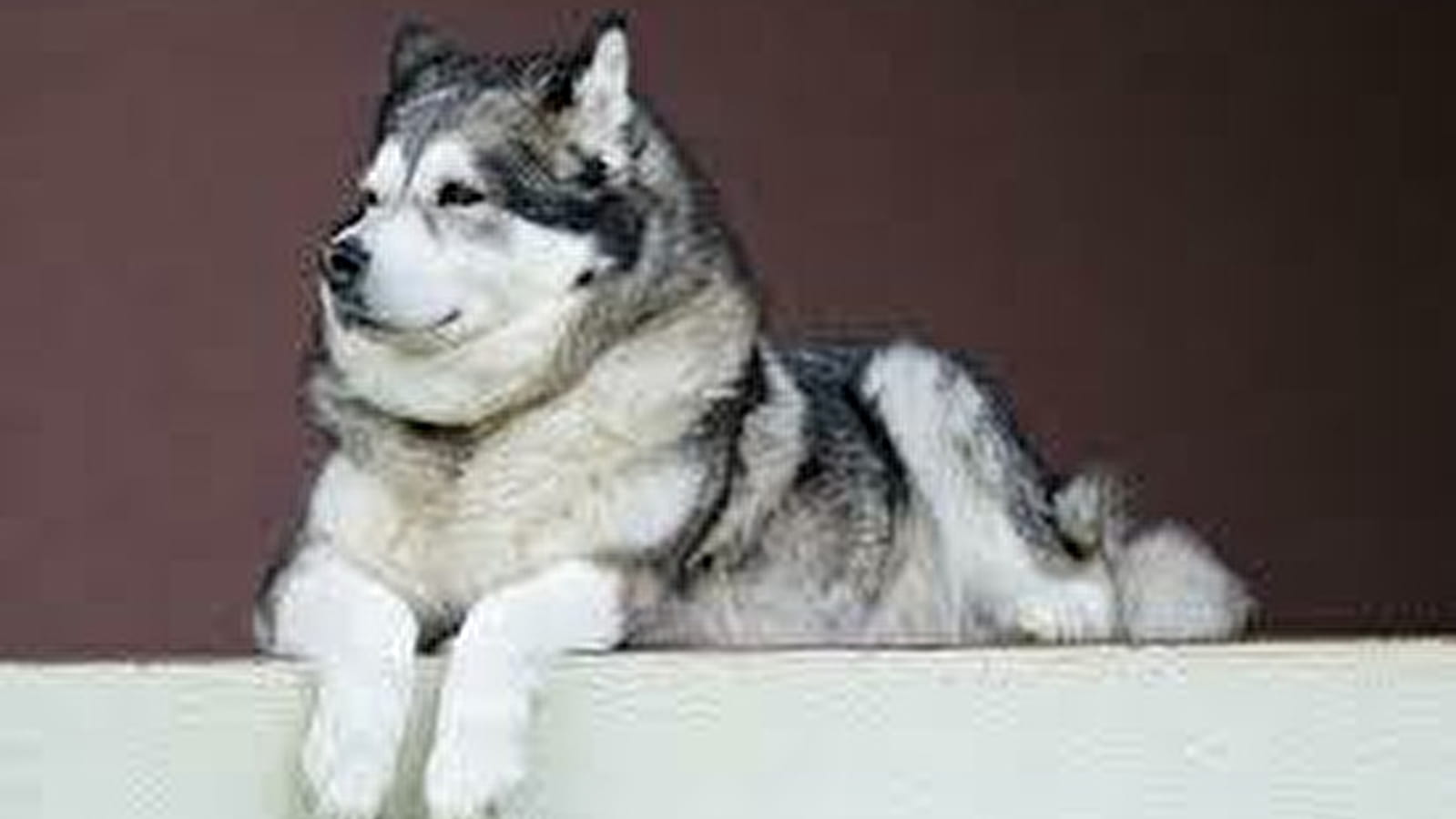 Réunion d'élevage de chiens Malamutes