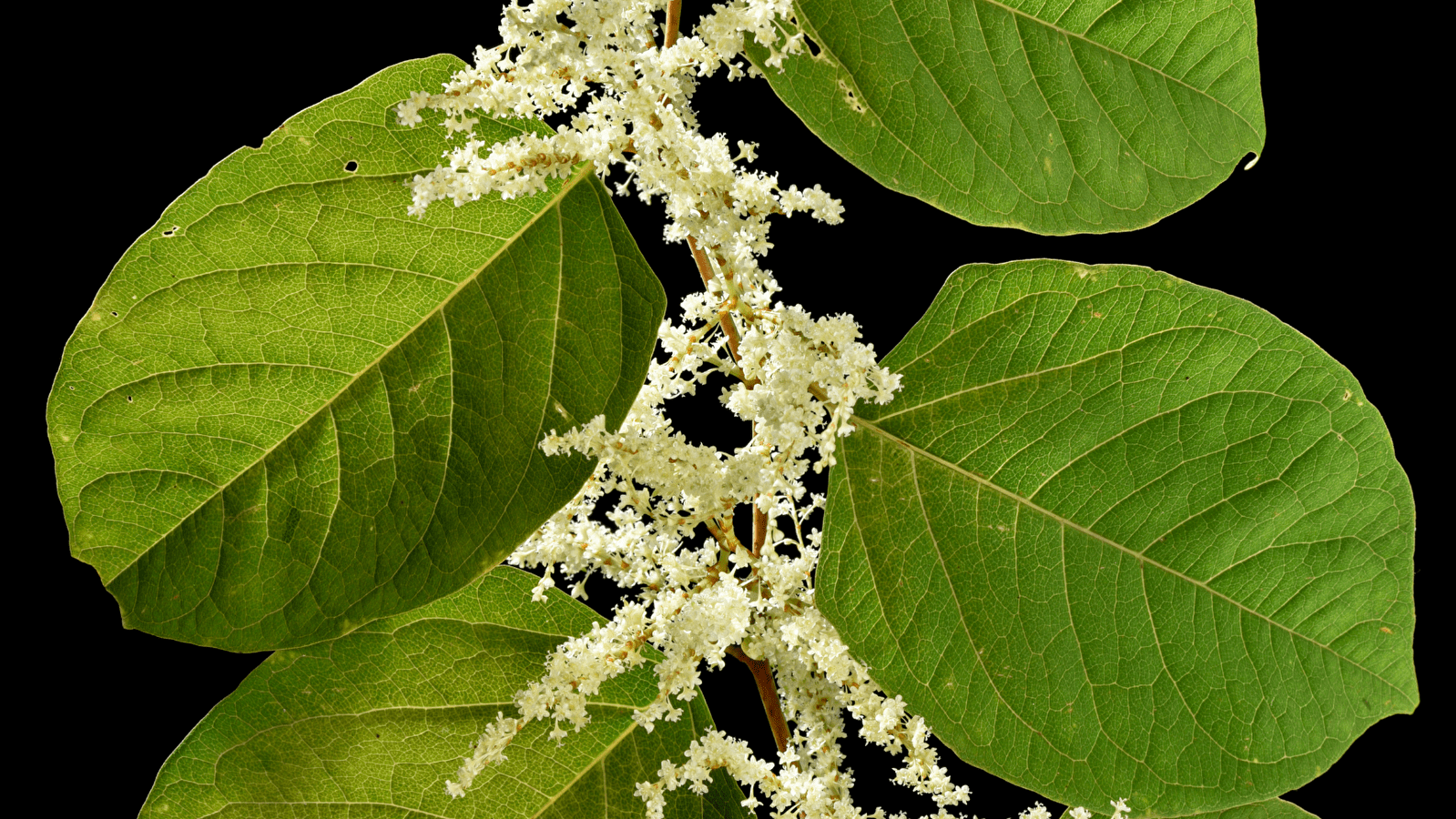 Exposition 'Espèces exotiques envahissantes'
