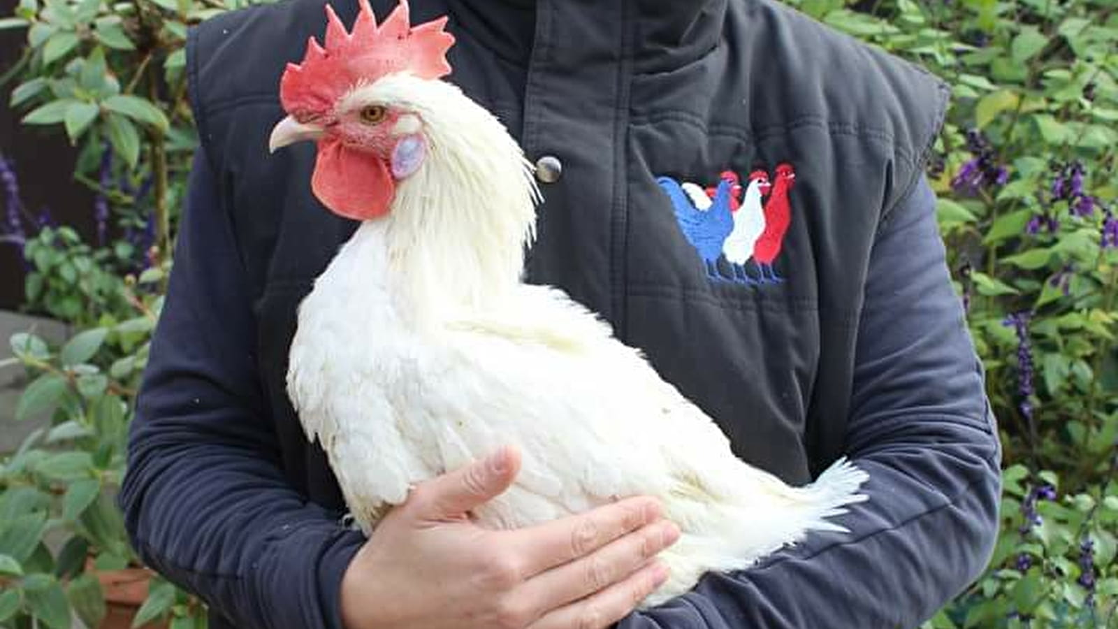 La ferme du coq bressan