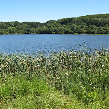 Sur les traces du Castor au lac de Chamboux - SAINT-MARTIN-DE-LA-MER