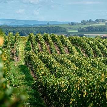 Randonnée pédestre : La Franco - Suisse, à travers les vignes - CHALLEX