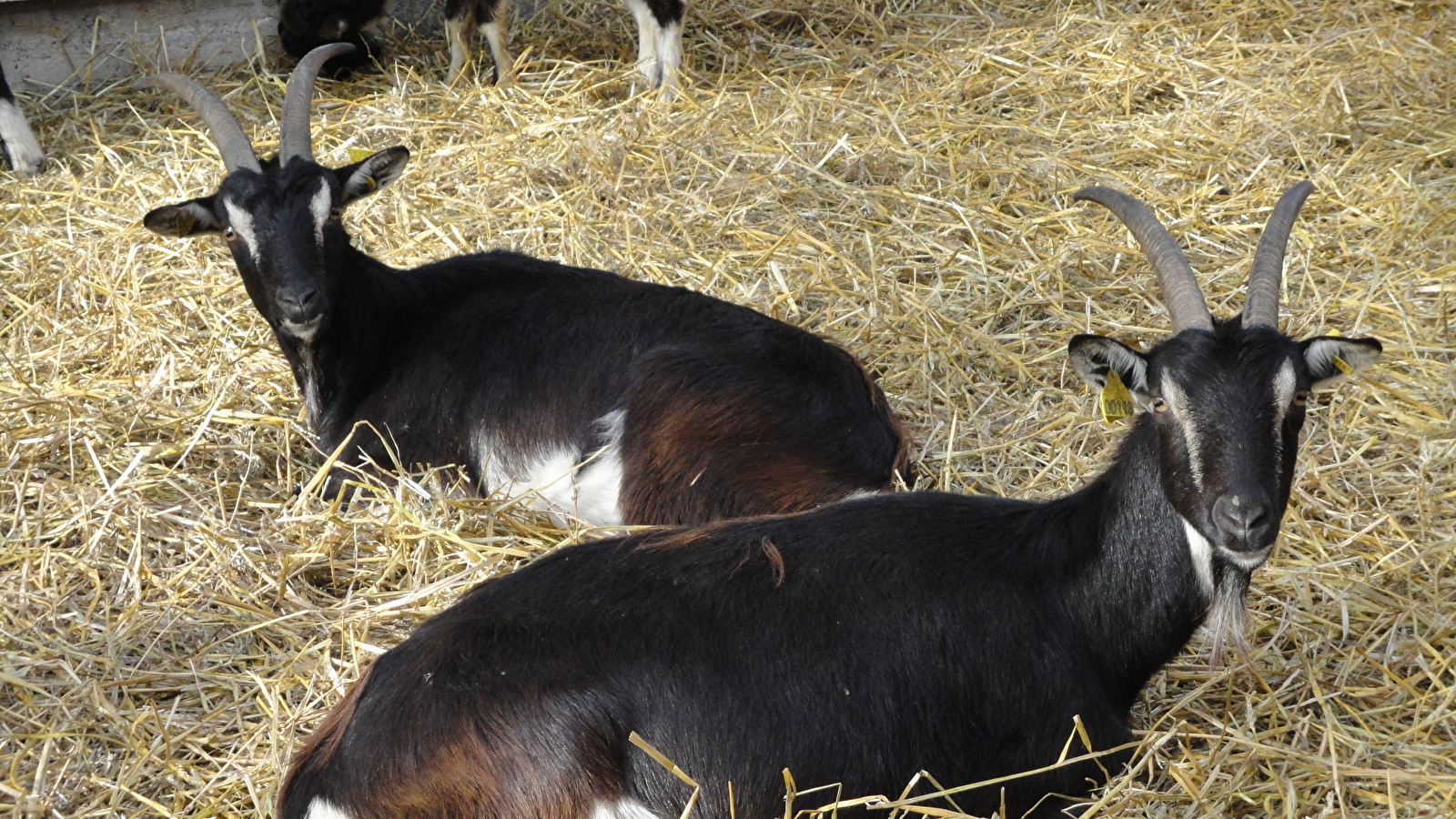 Ferme bio d'Uzelle