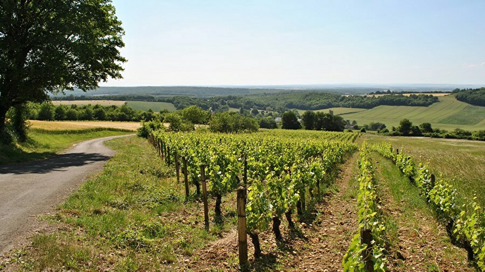 Vignoble des Côtes de La Charité