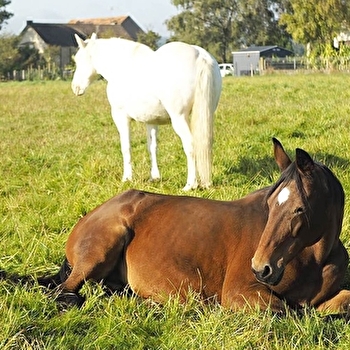 Constellations Familiales & Chamaniques assistées par les chevaux - GUEUGNON