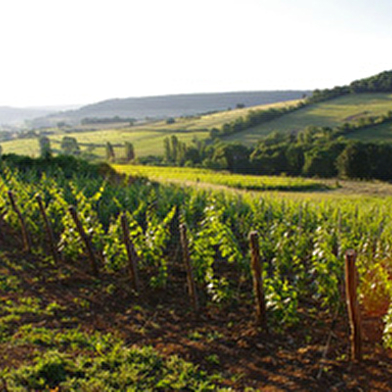 Domaine Aurélien Febvre