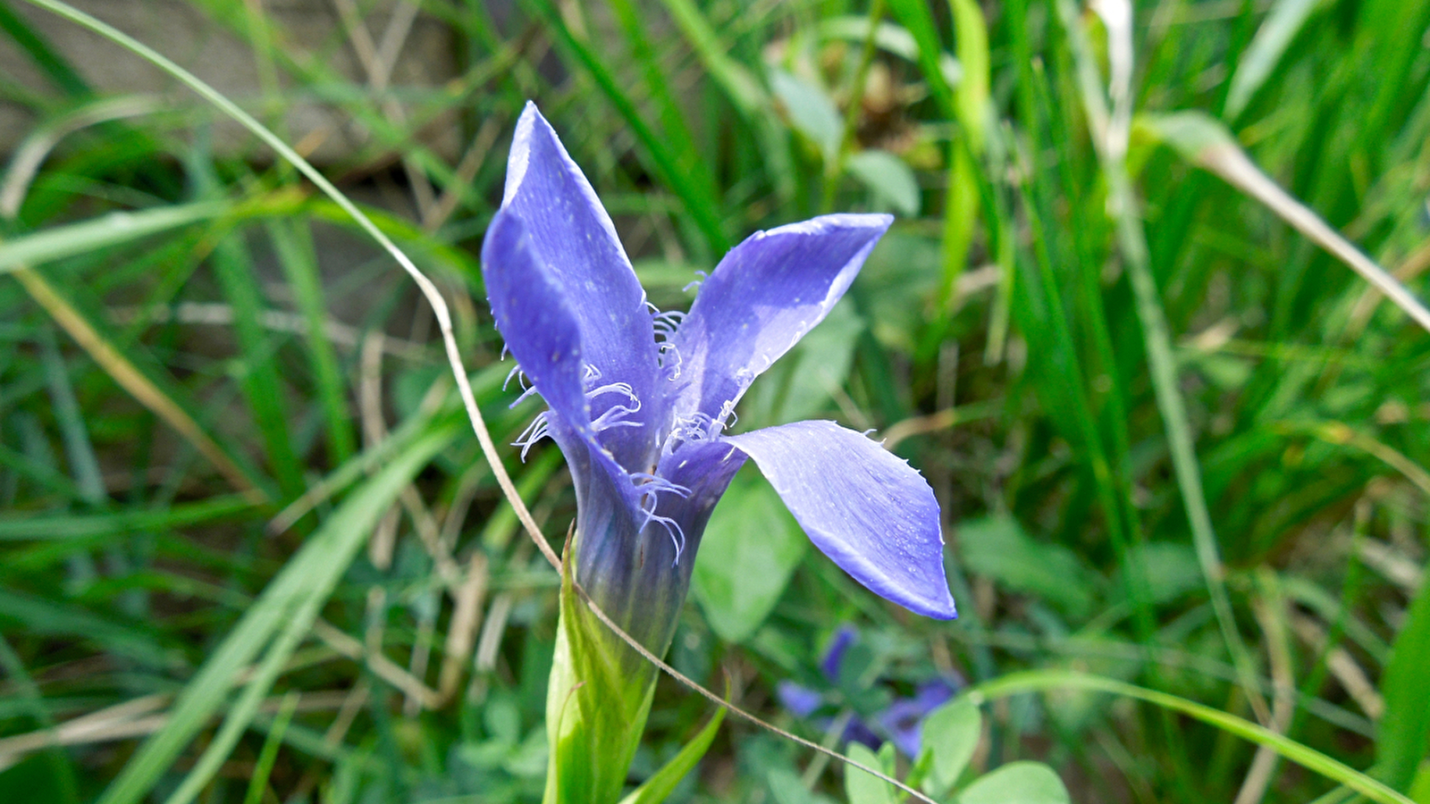 Sentier du Jardin des Marnes