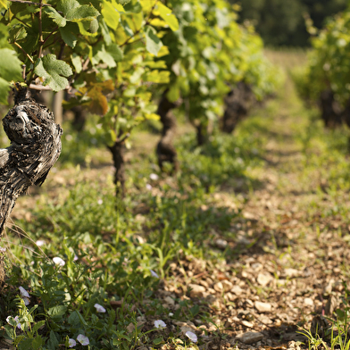 Domaine Ninot (Dégustation - Le Trio Ninot)