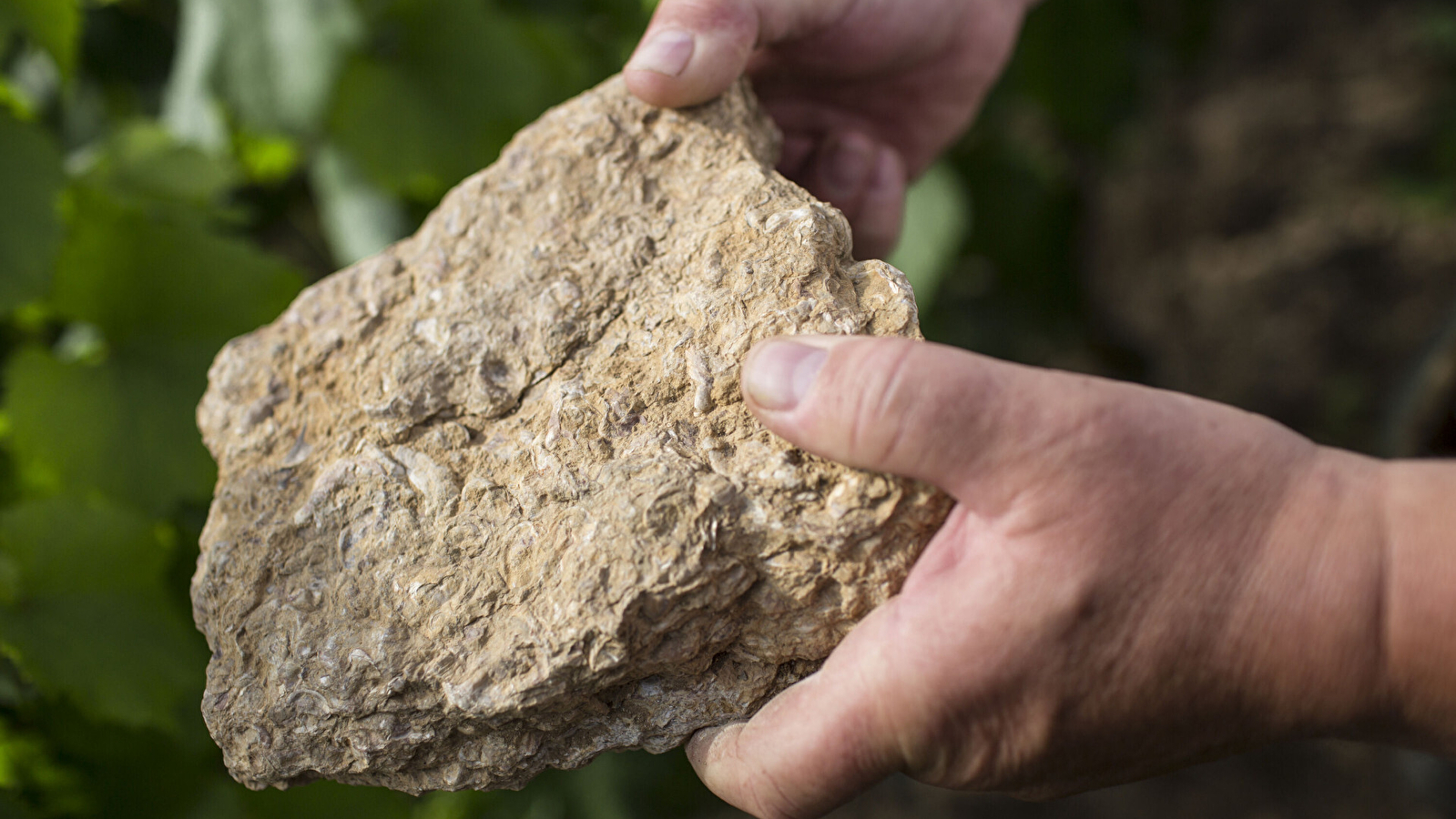 Beaune : Journées Européennes de l'archéologie