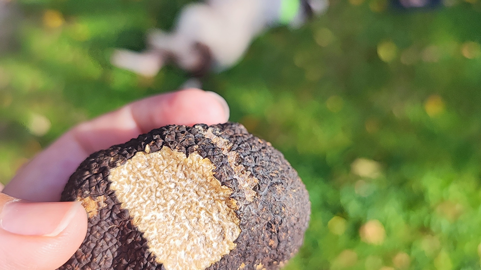 Fête de la Truffe Impériale