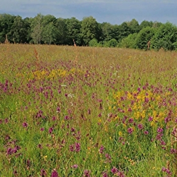 Balade à la Rencontre des fleurs sauvages du Morvan - SAINT-BRISSON