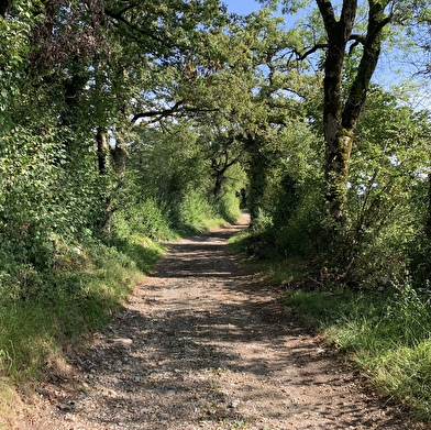 Randonnée - Circuit Condamine autour d'Izernore