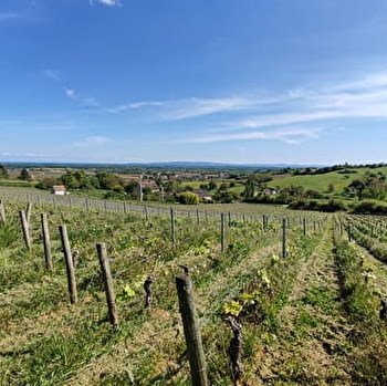 Immersion dans les vignes - JAMBLES