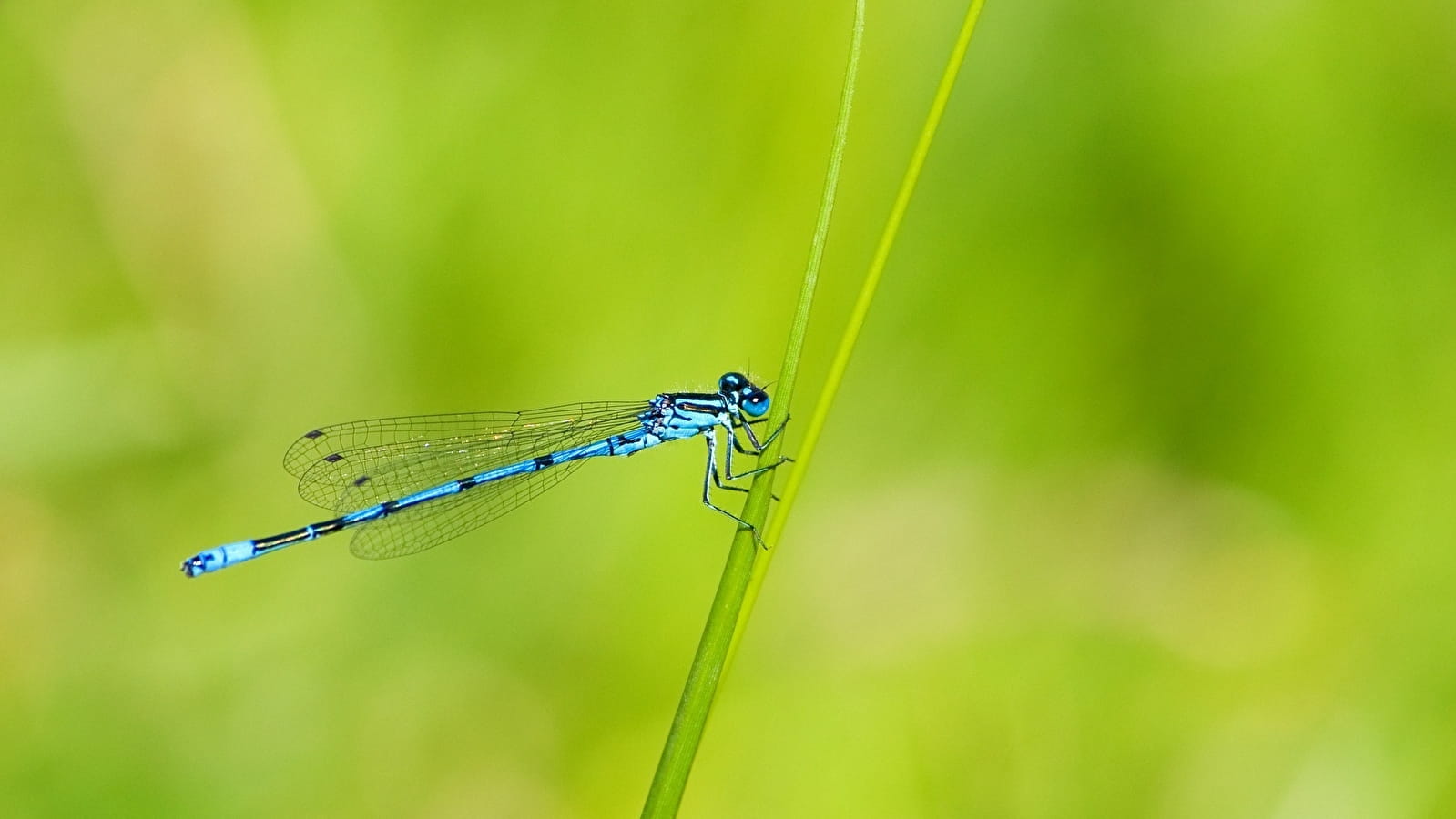 Escapades nature : 'Insectes, qui êtes-vous ?'