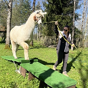 Balade avec les lamas - MAMIROLLE