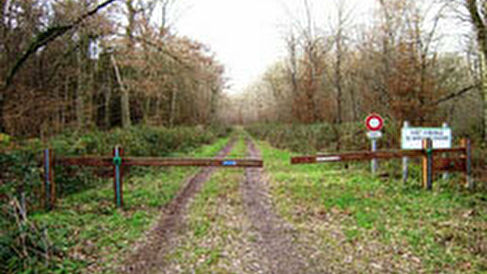 Forêt des Amognes