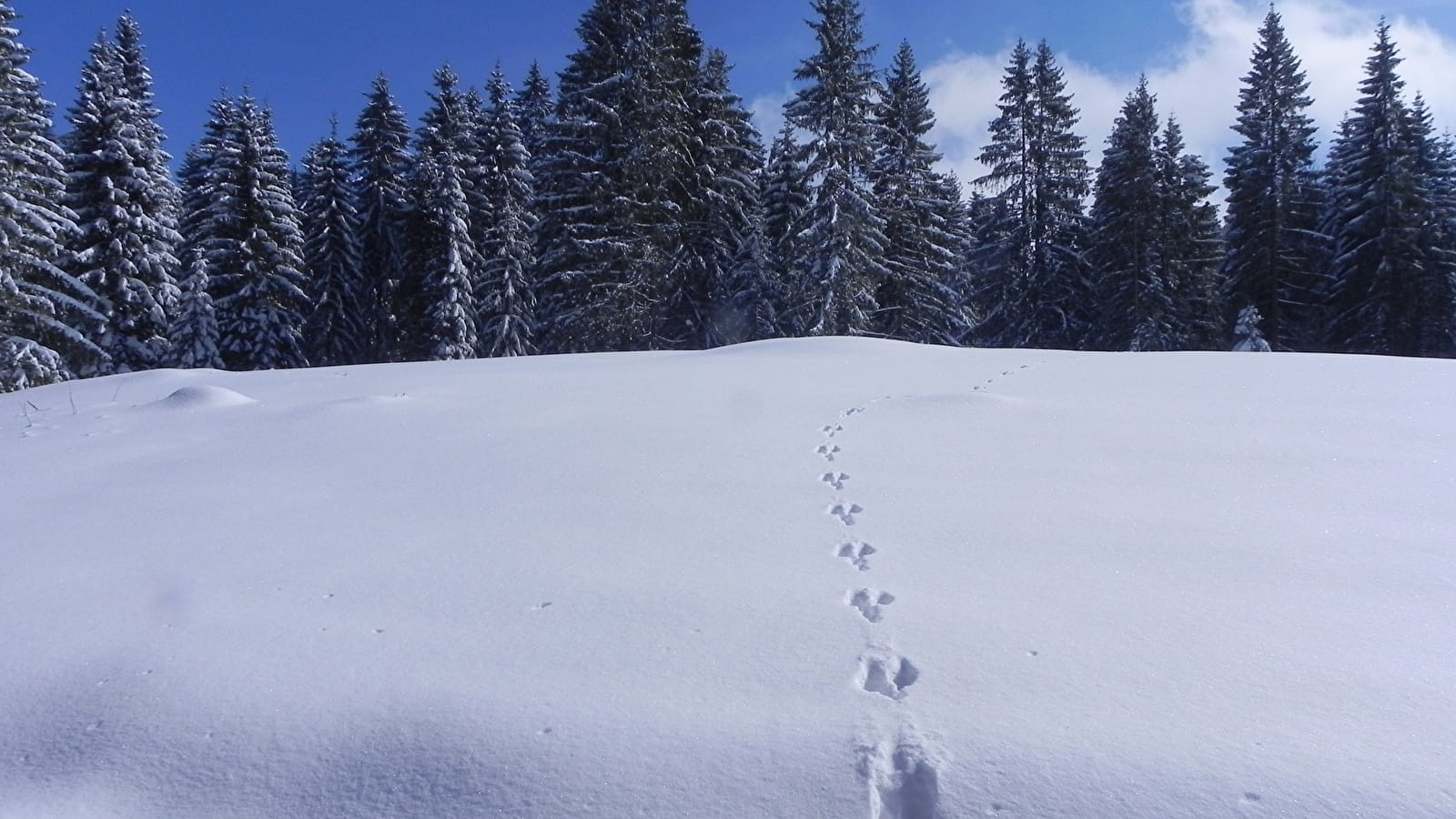Randonnée raquette sur les traces de la faune sauvage