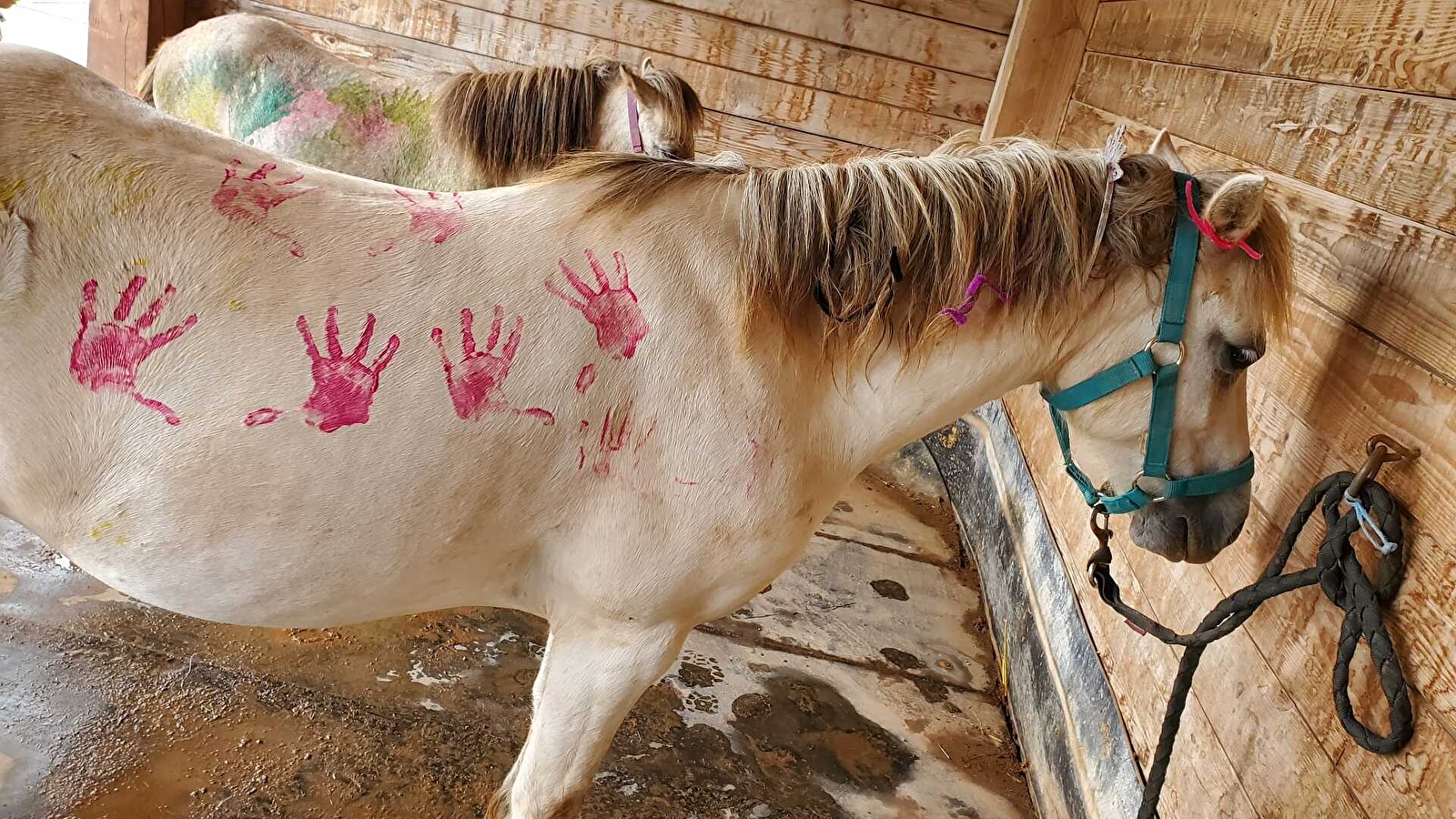  Fêtons Halloween à cheval !