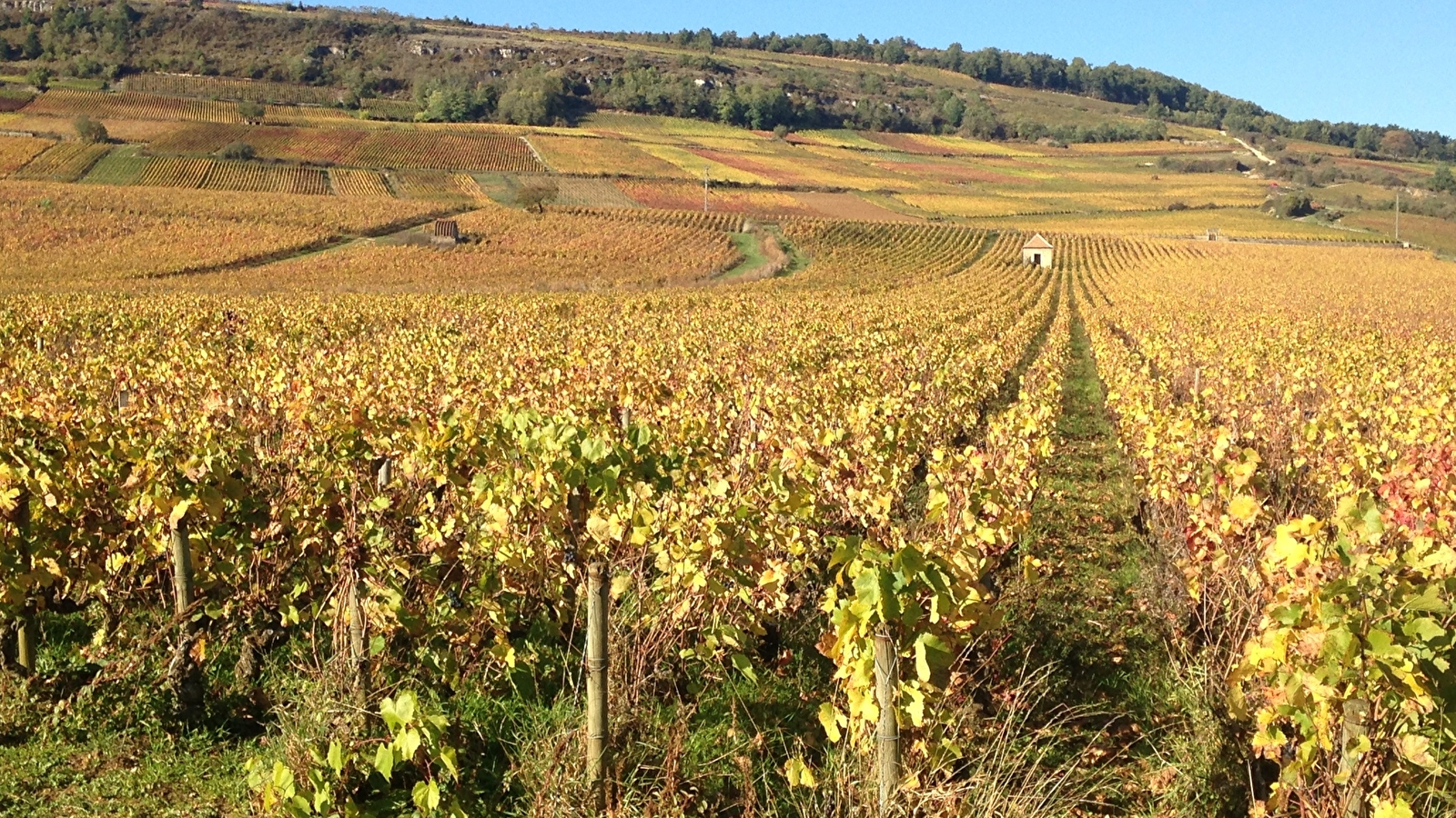 Musée de la vigne et du vin du vigneron