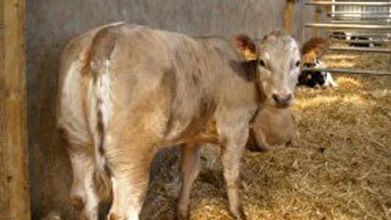 Ferme de Mussy, production de viande