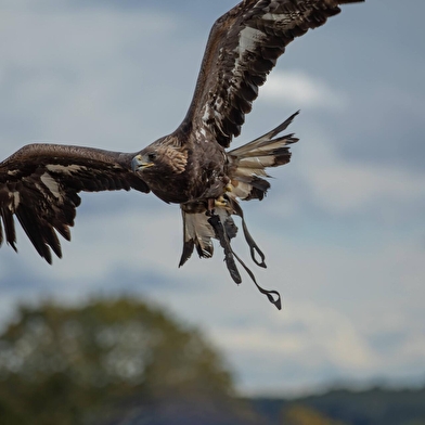 Fête de la chasse