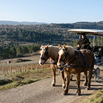Attelage Beaune Passion - BEAUNE