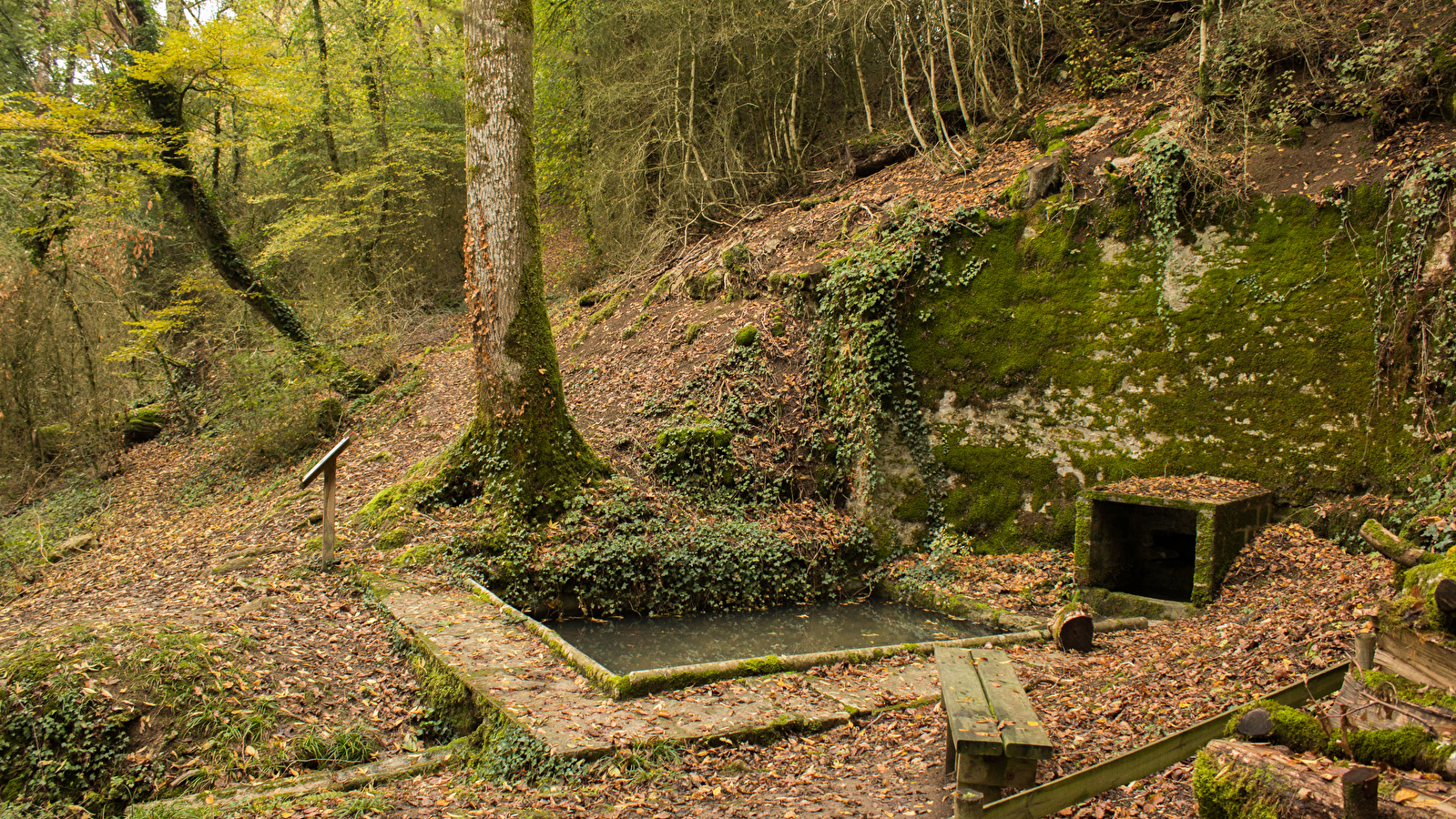 La Buxaie de la fontaine Chamont