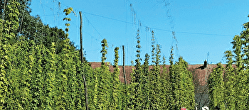 Découverte des savoir-faire locaux : Cueillette du houblon à Lux - LUX