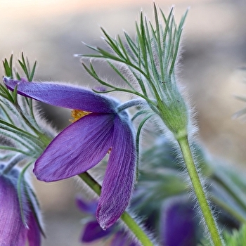 Flore et habitats du Bief à Corne - ARBOIS