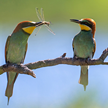 Les oiseaux au fil des saisons - GEVRY