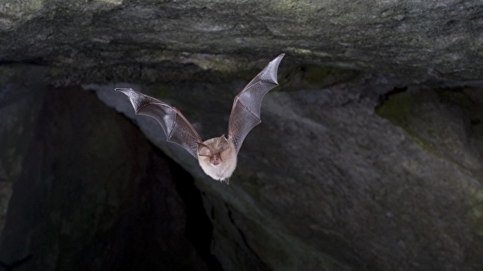 Nuit de la chauve-souris au Parc national de forêts