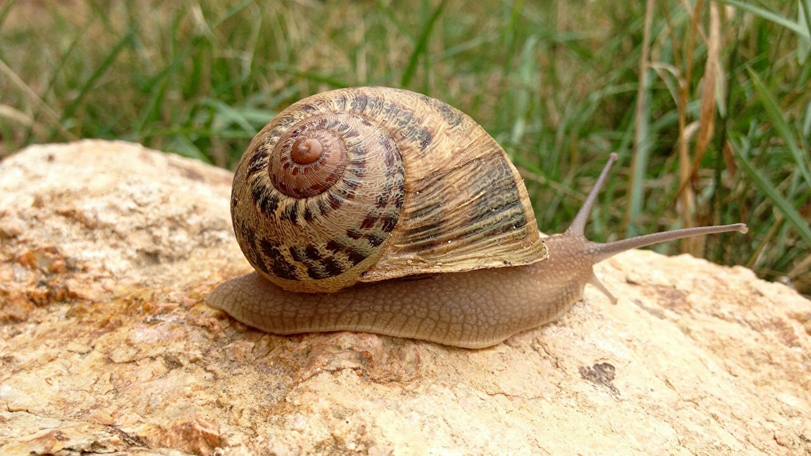 Grosnescargot - L'Escargot des Grosne