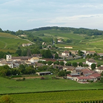 CHARDONNAY - CHARDONNAY