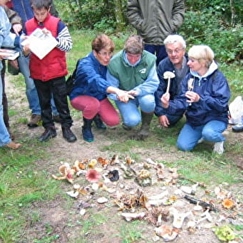 Sortie nature : Les champignons de nos forêts - VARENNES-VAUZELLES