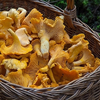 Fête de la girolle - CRAIN