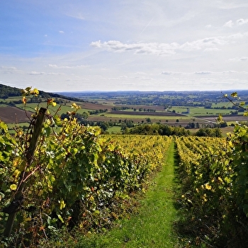 Vignoble de Villaines-Viserny - VISERNY