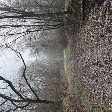 Balade Verte - Balade entre prairie, forêts et rivière (VSG 2)