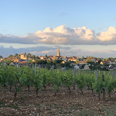 BALADE EN CHARDONNAY - VISITE GUIDÉE DE MEURSAULT