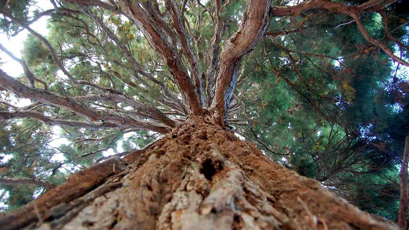 Jardin de la médiathèque Jean-Christophe Rufin