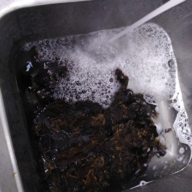 Atelier laine de mouton : lavage et filage au fuseau