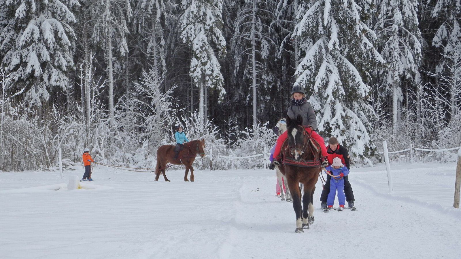 Ski Joëring et activités équestres pour tous - Ferme équestre de la Pelaisse