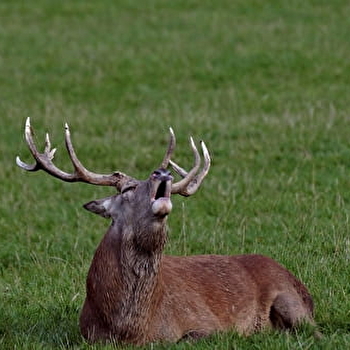 Sortie nature : Brame du cerf à la lanterne - VARENNES-VAUZELLES