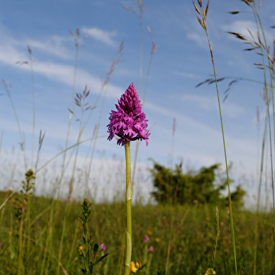 La butte aux orchidées