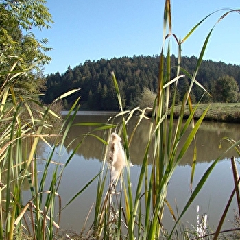 Étangs du Bois du Roy - TREVILLERS