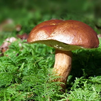 Journées du Champignon - LONGCHAUMOIS