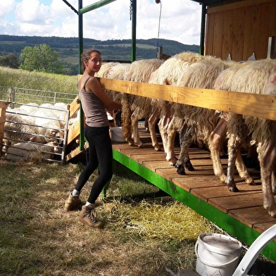 Les fromages de brebis de Coline