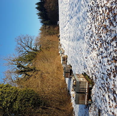 Les miels du Massif du Jura