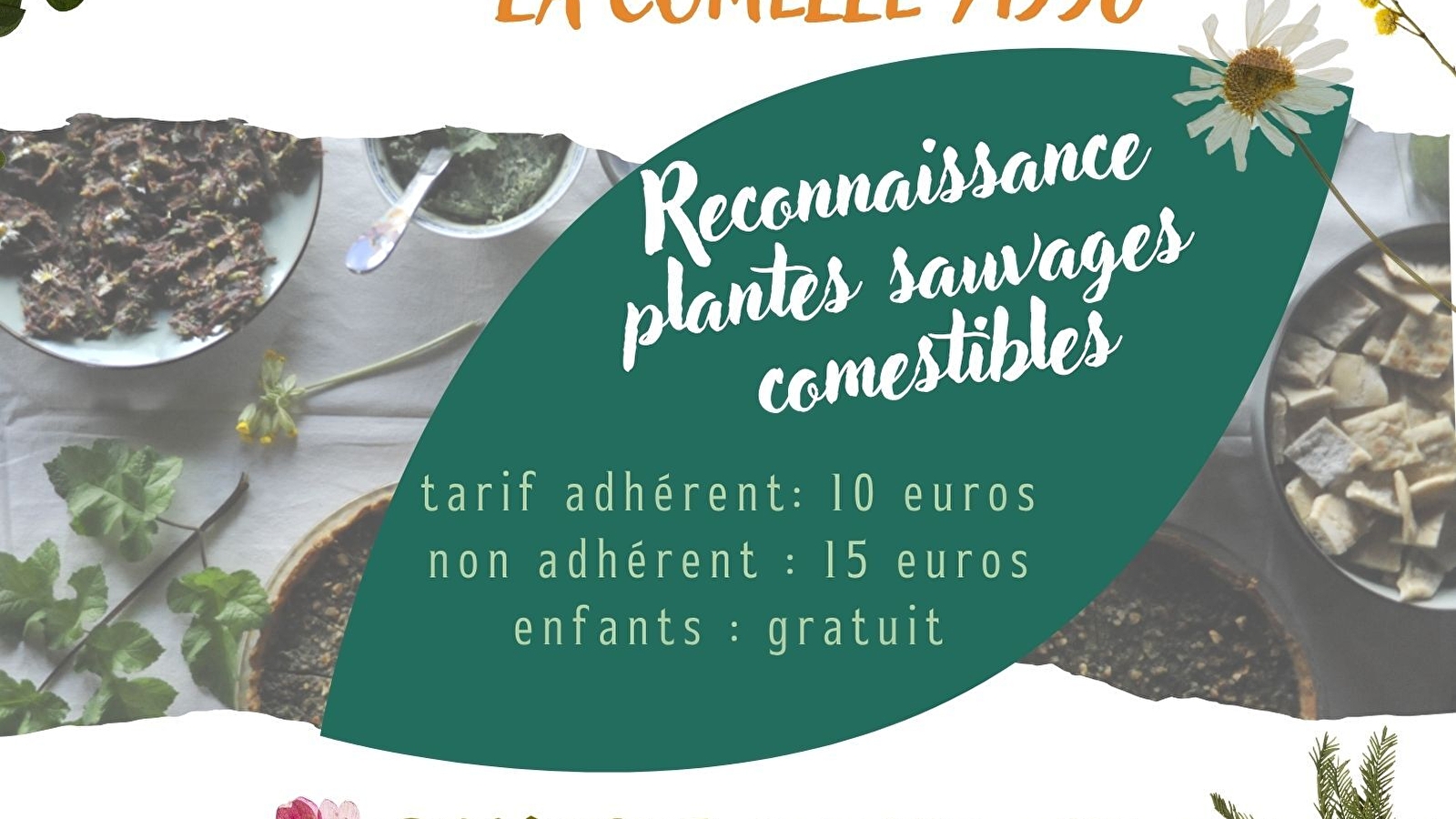 Balade plantes sauvages comestibles