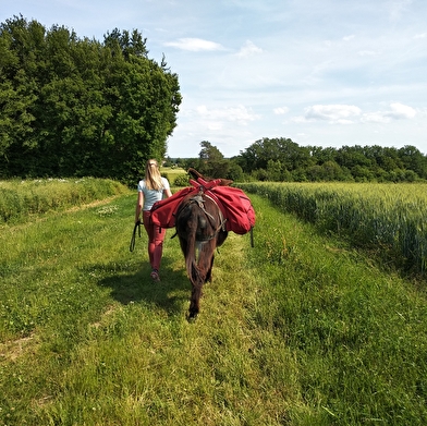 Donkey Ane, les ânes du Petit bonheur 21