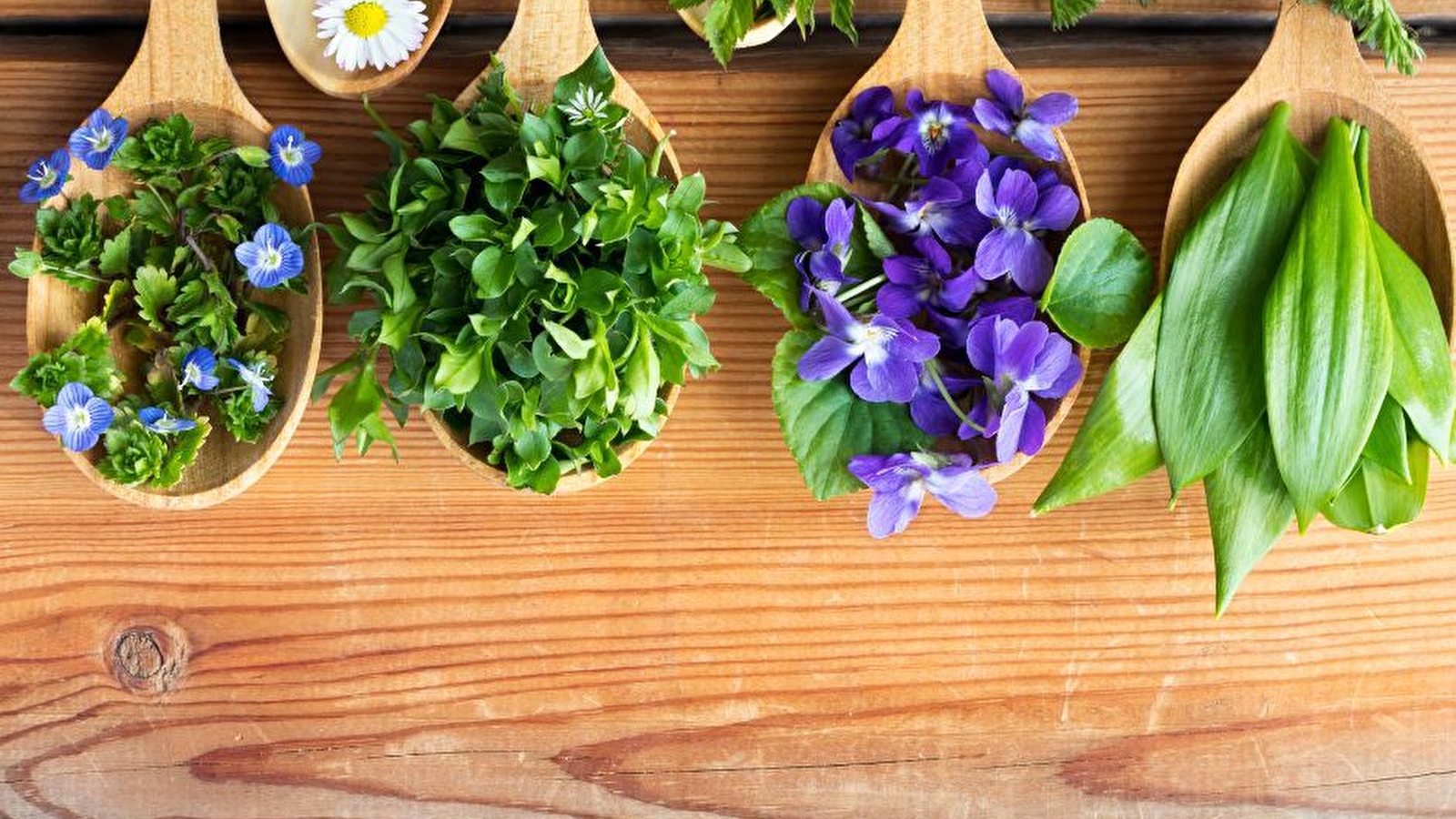 Atelier 'Cuisiner les plantes sauvages'